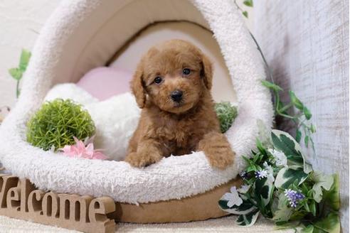 成約済の滋賀県のトイプードル-110933の1枚目