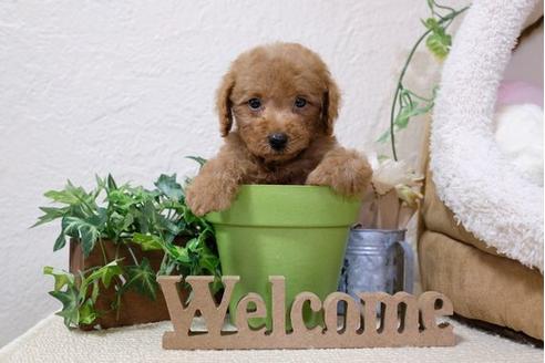 成約済の滋賀県のトイプードル-110933の5枚目