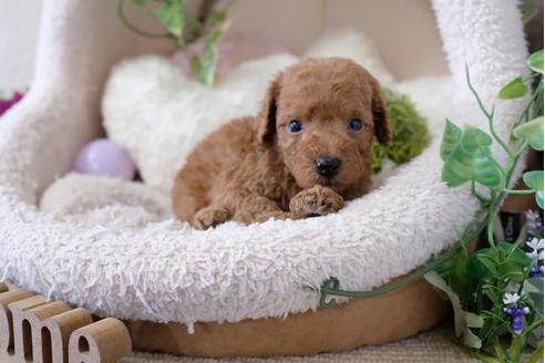 成約済の滋賀県のトイプードル-110933の3枚目