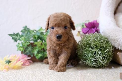 成約済の滋賀県のトイプードル-110933の2枚目