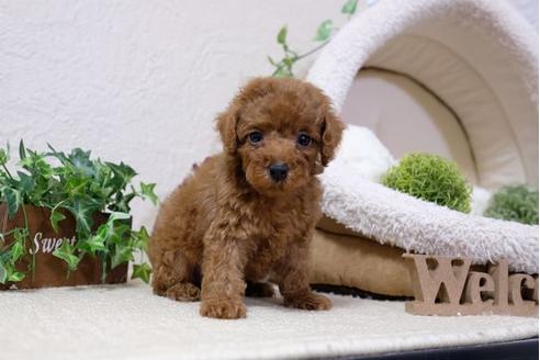 成約済の滋賀県のトイプードル-110934