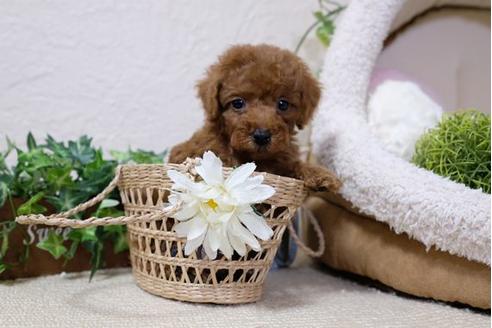 成約済の滋賀県のトイプードル-110934の5枚目