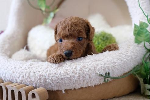 成約済の滋賀県のトイプードル-110934の3枚目