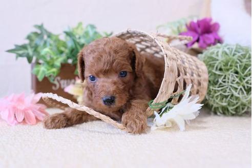 成約済の滋賀県のトイプードル-110934の2枚目