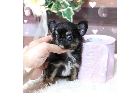 成約済の東京都のチワワ(ロングコート)-108742の6枚目