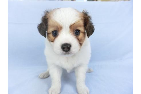 成約済の千葉県のパピヨン-112377