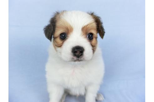 成約済の千葉県のパピヨン-112377の4枚目