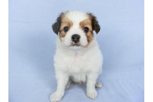 成約済の千葉県のパピヨン-112377の3枚目