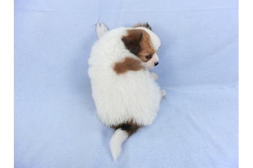 成約済の千葉県のパピヨン-112377の2枚目