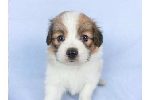 成約済の千葉県のパピヨン-112379の1枚目