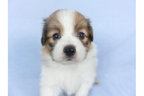 成約済の千葉県のパピヨン-112379の4枚目