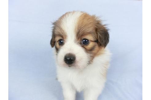 成約済の千葉県のパピヨン-112379の3枚目