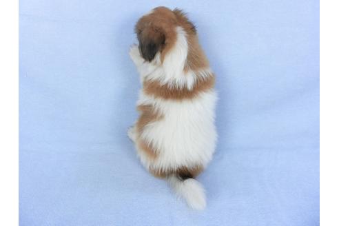 成約済の千葉県のパピヨン-112379の2枚目