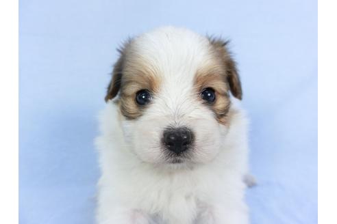 成約済の千葉県のパピヨン-112382の3枚目