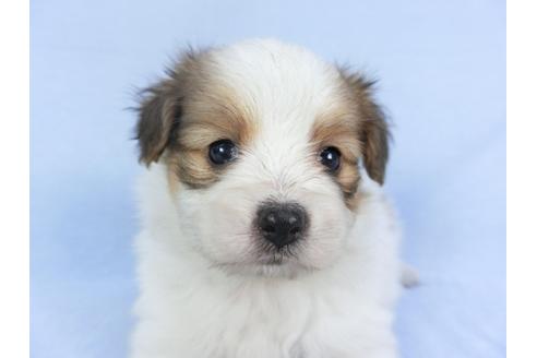 成約済の千葉県のパピヨン-112382