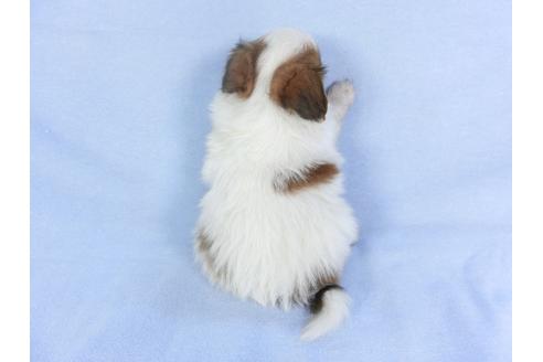 成約済の千葉県のパピヨン-112382の2枚目