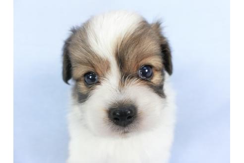 成約済の千葉県のパピヨン-112390の4枚目