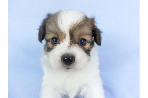 成約済の千葉県のパピヨン-112390