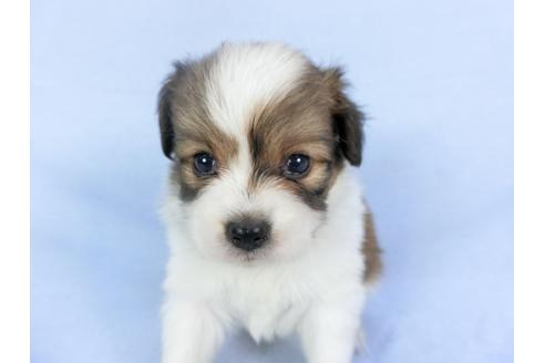 成約済の千葉県のパピヨン-112390の3枚目