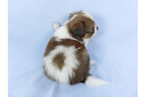 成約済の千葉県のパピヨン-112390の2枚目