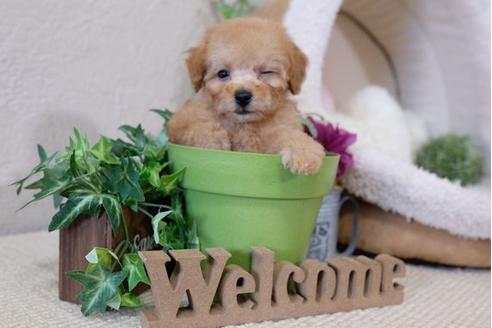 成約済の滋賀県のトイプードル-110936の1枚目