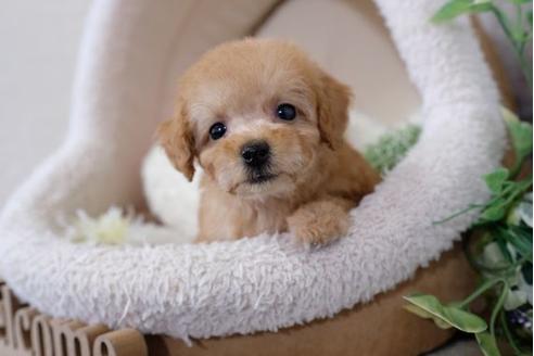 成約済の滋賀県のトイプードル-110936の5枚目