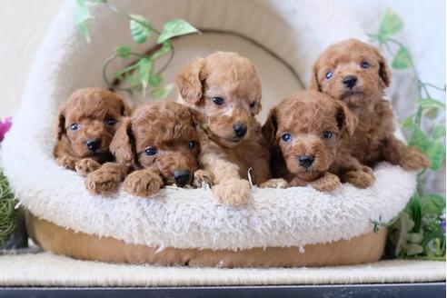 成約済の滋賀県のトイプードル-110936の4枚目