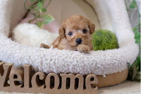 成約済の滋賀県のトイプードル-110936の3枚目