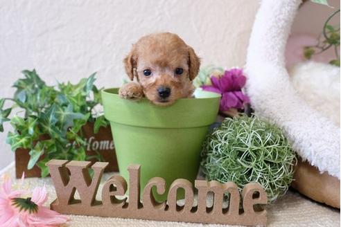 成約済の滋賀県のトイプードル-110936の2枚目