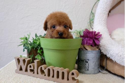 成約済の滋賀県のトイプードル-110937の1枚目