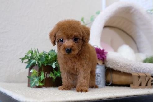 成約済の滋賀県のトイプードル-110937の5枚目