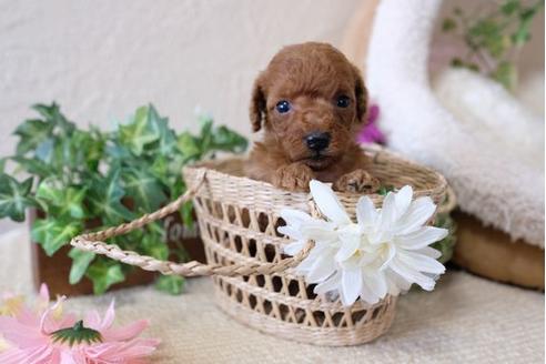 成約済の滋賀県のトイプードル-110937の3枚目