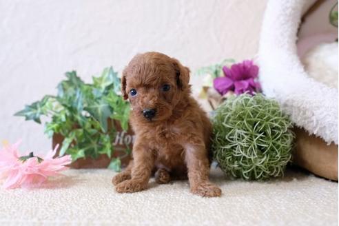 成約済の滋賀県のトイプードル-110937の2枚目