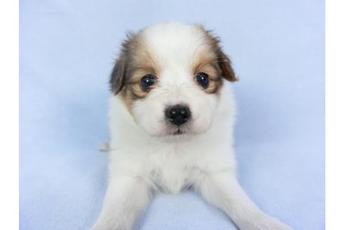 成約済の千葉県のパピヨン-112394の1枚目