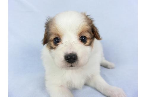 成約済の千葉県のパピヨン-112394の4枚目