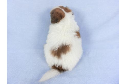 成約済の千葉県のパピヨン-112394の2枚目