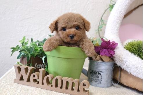 成約済の滋賀県のトイプードル-111002の1枚目