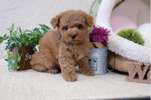 成約済の滋賀県のトイプードル-111002の5枚目