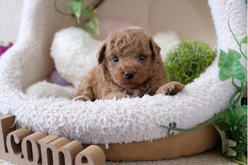 成約済の滋賀県のトイプードル-111002の3枚目