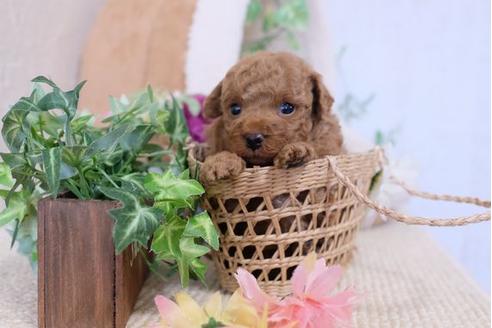 成約済の滋賀県のトイプードル-111002の2枚目