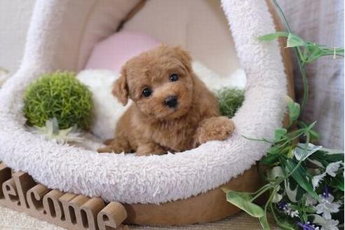 成約済の滋賀県のトイプードル-111003の5枚目