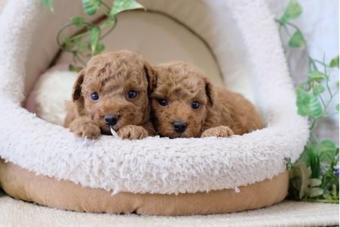 成約済の滋賀県のトイプードル-111003の4枚目