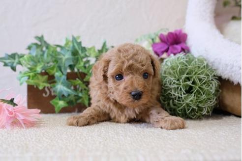 成約済の滋賀県のトイプードル-111003の3枚目
