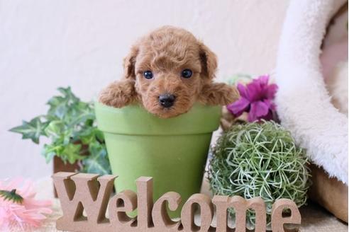 成約済の滋賀県のトイプードル-111003の2枚目