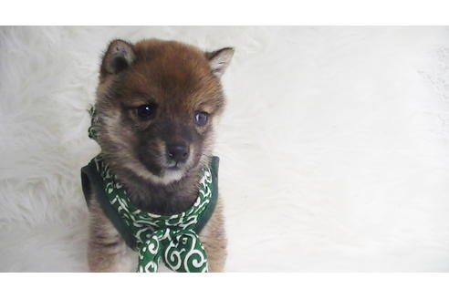 成約済の福岡県の豆柴-111726の6枚目