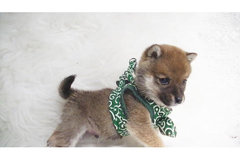 成約済の福岡県の豆柴-111726の5枚目