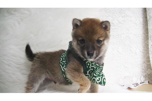 成約済の福岡県の豆柴-111726の4枚目