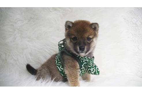 成約済の福岡県の豆柴-111726の3枚目