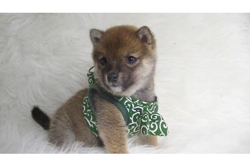 成約済の福岡県の豆柴-111726