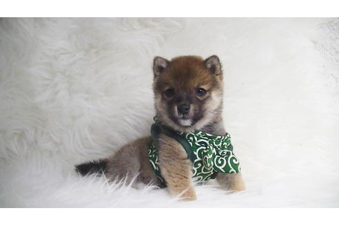 成約済の福岡県の豆柴-111726の2枚目